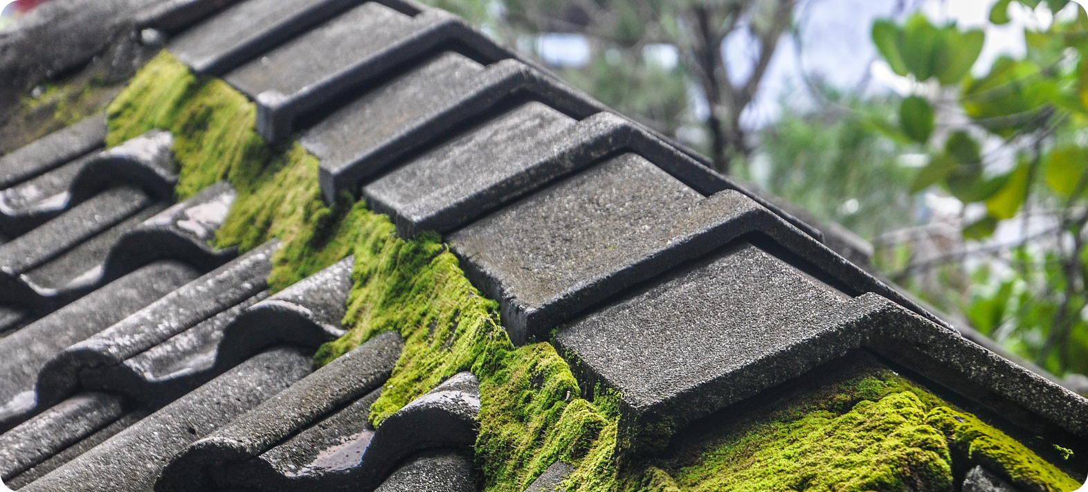 You are currently viewing Cleaning the roof from moss – how much does it cost? And how to conduct them yourself?