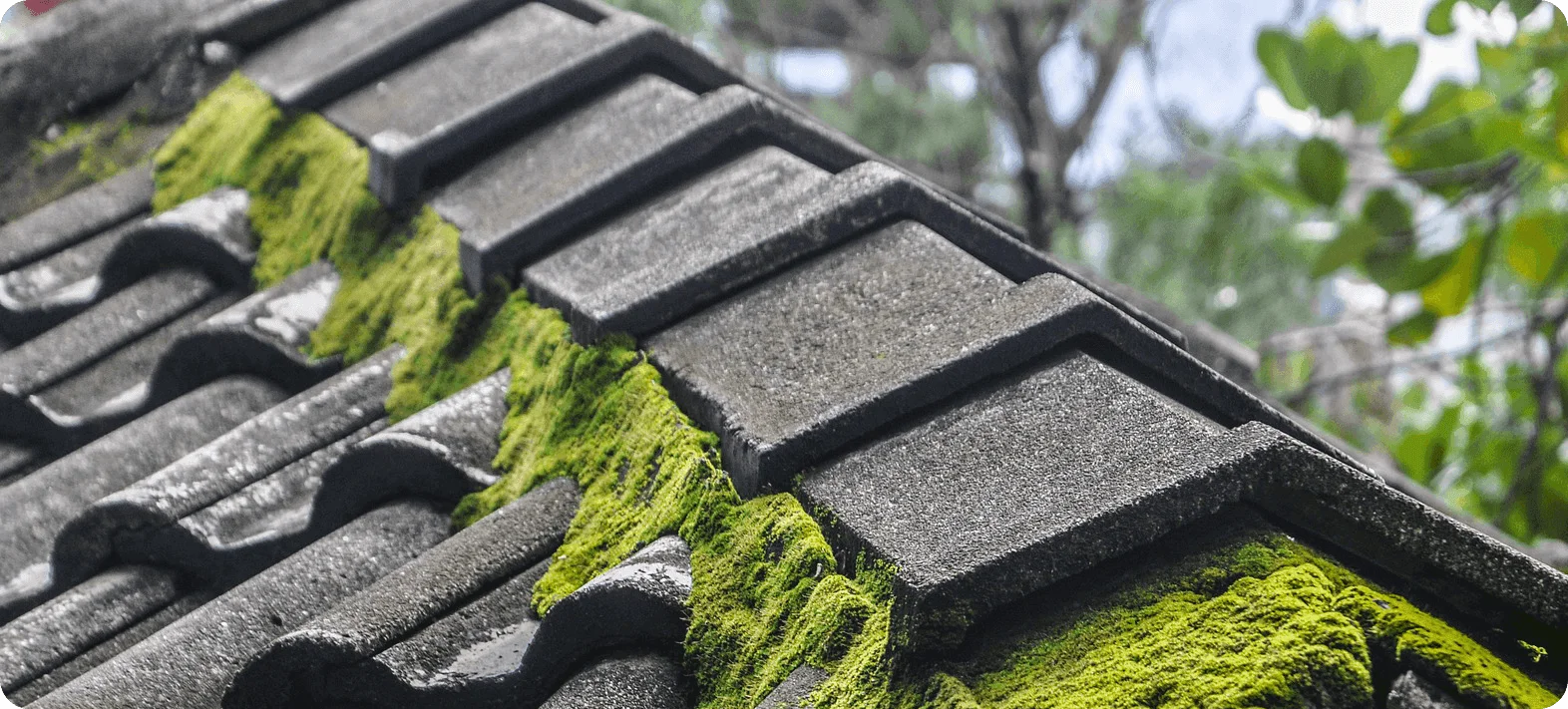 Cleaning the roof from moss – how much does it cost? And how to conduct them yourself?
